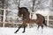 Brown horse working on the lunge