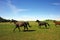 Brown horses in countryside