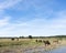 Brown horses in delta of river somme in french normandy