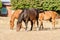 Brown horses eating grass in a meadow. Young and beautiful ponies on the farm