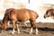 Brown horses feed on a farm in the sunshine light