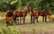 Brown horses in a field