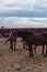 Brown horses graze on the farm. A lot of horses