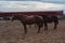 Brown horses graze on the farm. A lot of horses