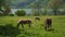 Brown horses graze in green alpine meadow. Scenic rural landscape lake Tegernsee