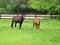 Brown horses grazing in a fenced pasture