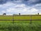 Brown horses grazing on a meadow with lots of yellow dandelions