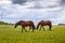 Brown horses grazing on a meadow with lots of yellow dandelions