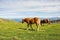 Brown horses grazing in Pyrenees mountains, France. Beautiful stallion against scenic mountains landscape. Brown foal in pasture.