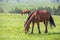 Brown horses grazing tethered in a field