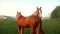 Brown horses on green field. Two horses grazing on pasture at animal farm