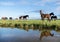 brown horses in meadow with reflection in canal between meadows in the netherlands near utrecht