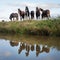 brown horses in meadow with reflection in canal between meadows in the netherlands near utrecht