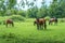 Brown horses on pasture, nature, Animal world