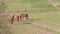 Brown horses running near fence in paddock at spring day