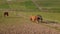 Brown horses separated by fence grazing nearby in paddock