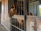 Brown horses standing in stall, locked cage in the room building.