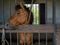 Brown horses standing in stall, locked cage in the room building.