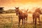 Brown horses at sunrise grazing