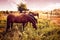 Brown horses at sunrise grazing