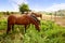 Brown horses at sunrise grazing