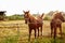 Brown horses at sunrise grazing