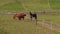 Brown horses touching by noses through fence in paddock, day