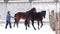 Brown horses walking in an open paddock in winter and horse-feeding rider