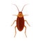 Brown house cockroach. Red insect pest. Vector illustration isolated on white background