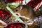 A brown house mouse, Mus musculus, with his paw on a candy cane, sitting in the middle of a pile of mixed Christmas decorations.