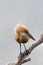 Brown-hued Hammerkep avian perched on a sparse branch protruding from a tranquil body of water