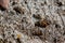 Brown huge ant crawl on a sandf