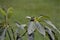 Brown humming bird perched in the Avocado Tree in front of my house