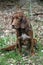 Brown Hunting Dog