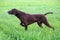 The brown hunting dog freezed in the pose smelling the wildfowl in the green grass. German Shorthaired Pointer.