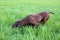 The brown hunting dog freezed in the pose smelling the wildfowl in the green grass. German Shorthaired Pointer.