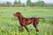 The brown hunting dog. A muscular hound, German Shorthaired Pointer, a thoroughbred, stands among the fields in the grass.