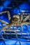 Brown huntsman spider on electric mosquito bat