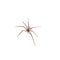 Brown Huntsman Spider with Seven Legs