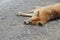 Brown hybrid dog laying on cement floor near lake