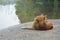 Brown hybrid dog laying on cement floor near lake