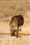 Brown Hyena drinking at waterhole