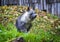 The brown hyena (Hyaena brunnea), also called strandwolf