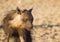 Brown hyena Hyaena brunnea closeup portrait in the Kalahari desert