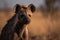 Brown hyena Hyaena brunnea, Kalahari desert, South Africa Generative ai