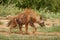 Brown hyena Hyaena brunnea walking by, Madikwe Game Reserve, South Africa.