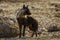 Brown hyena in Kgalagadi transfrontier park, South Africa