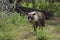 Brown Hyena, parahyaena brunnea, Adult standing in Bush