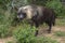 Brown Hyena, parahyaena brunnea, Adult standing in Bush