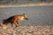 The brown hyena Parahyaena brunnea running from the waterhole in morning sun